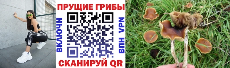 blacksprut ссылки  Полевской  Галлюциногенные грибы Psilocybine cubensis  даркнет сайт 